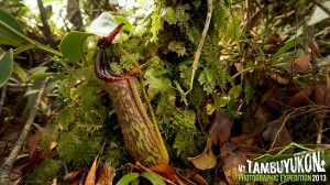 Mount Tambuyukon Expedition  